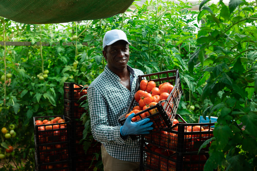 Man farmer with tomato harvest in greenhouse