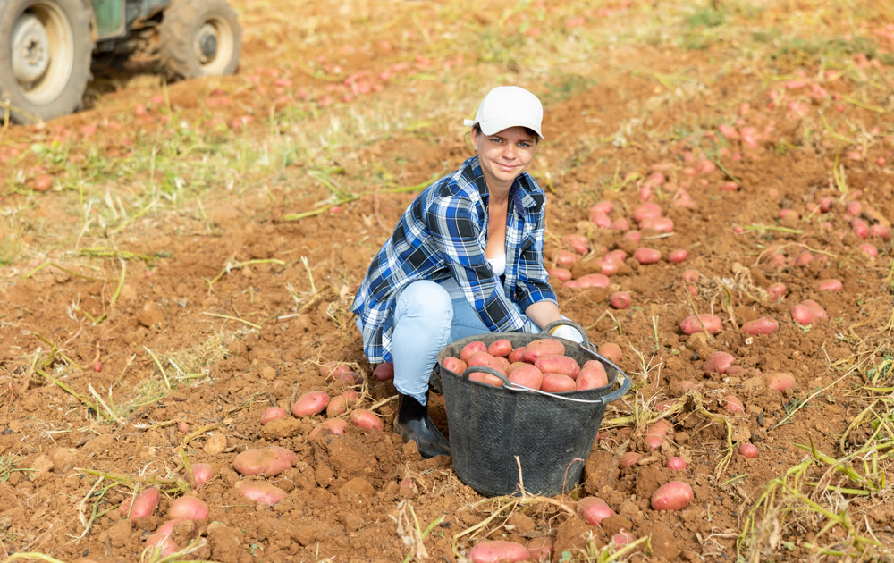Woman farmer harvesting potato on farm field