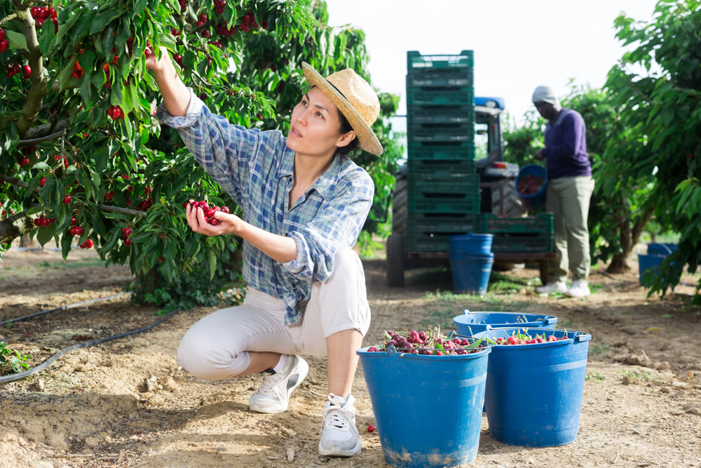 Portrait of cheerful female worker picking cherry