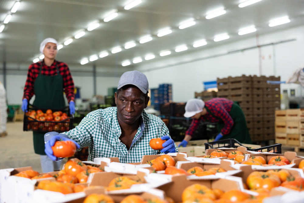 Hardworking african american farmer inspects tomatoes