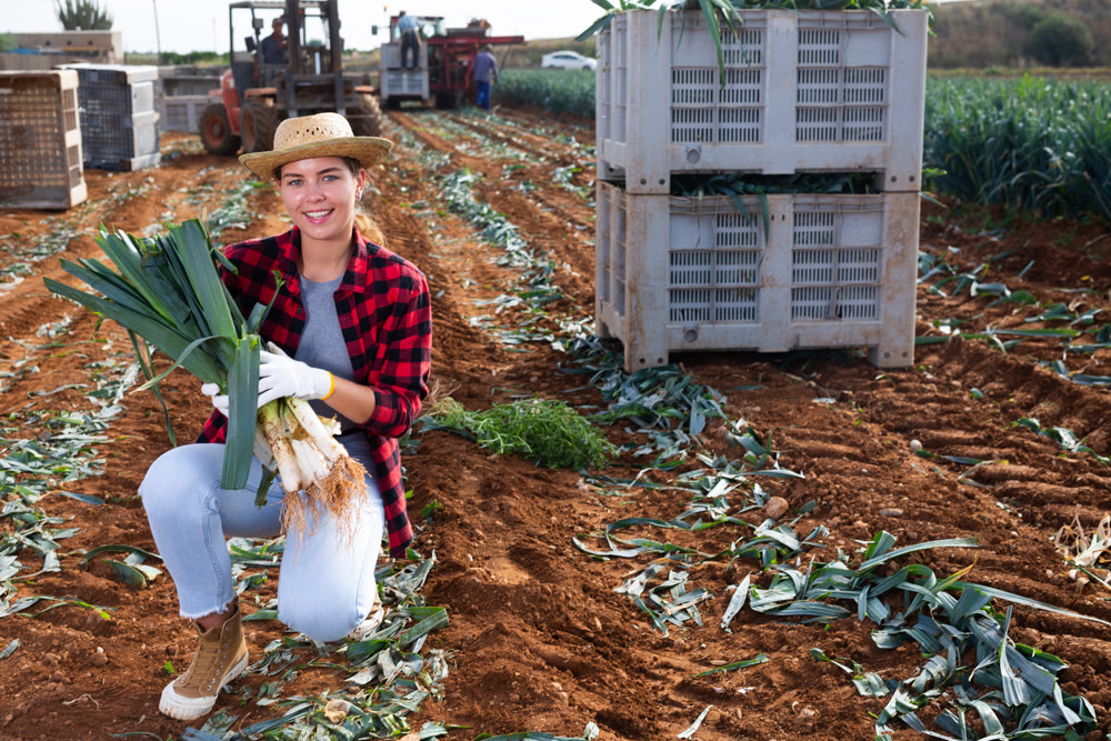 Successful young female horticulturist holding harvested leeks in field