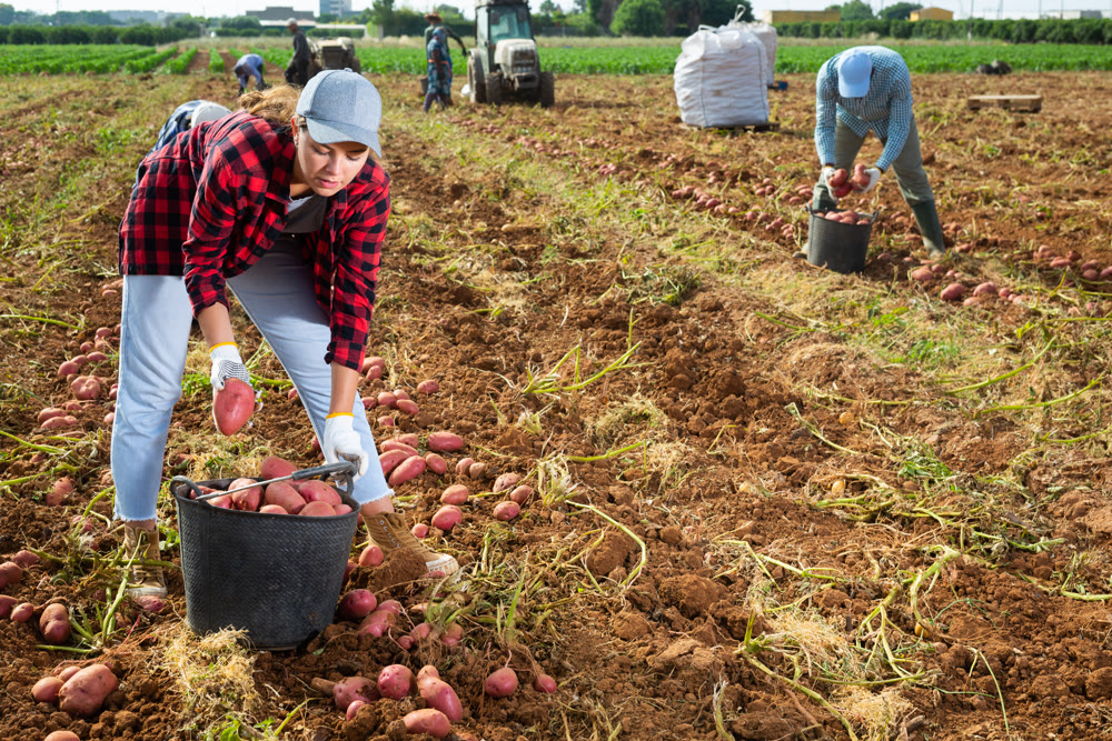 Positive woman farmer harvesting potatoes on field