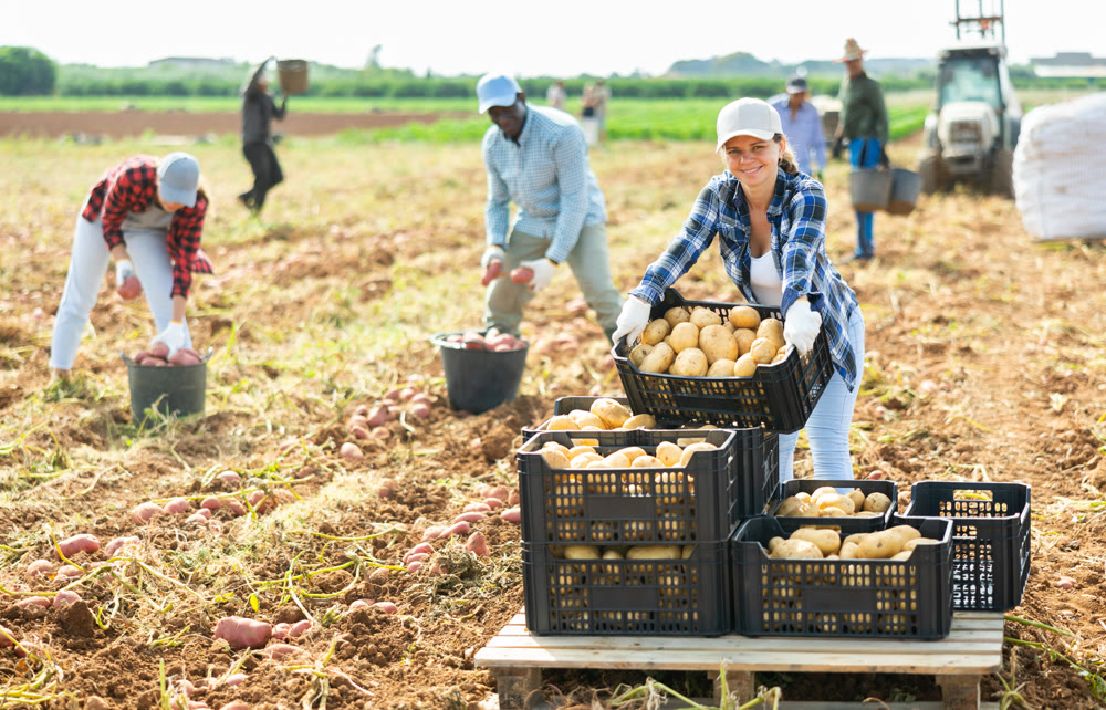 Cheerful woman gardener stacking crates with potato crop