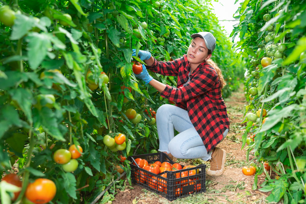 Young female farm worker harvesting tomatoes on vegetable plantation