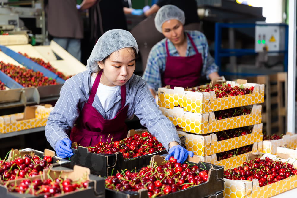 Women with crates in cherry warehouse