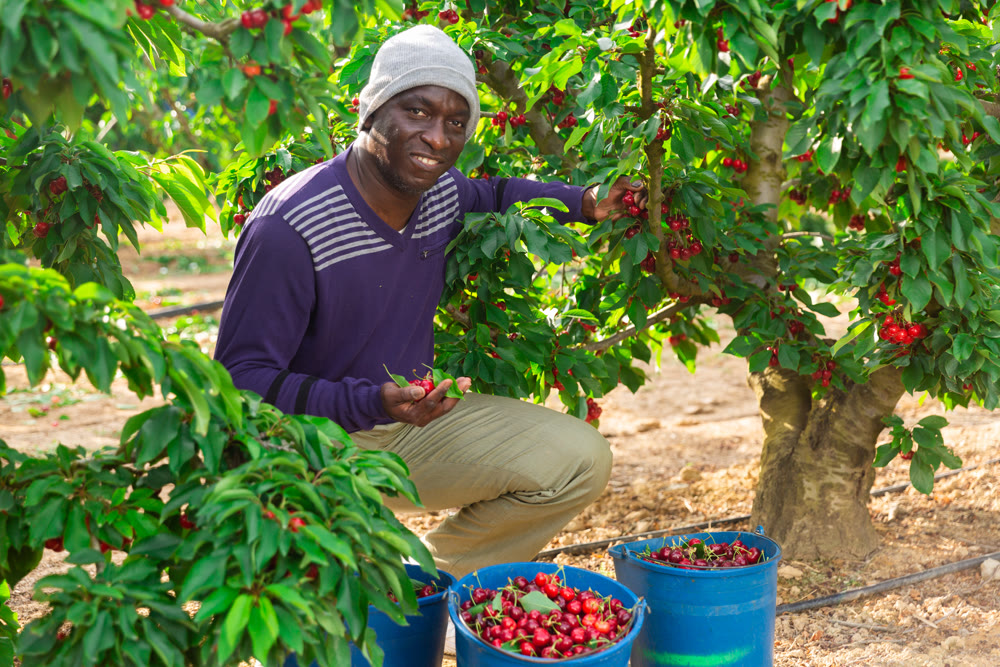 African farmer picking cherries in fruit garden