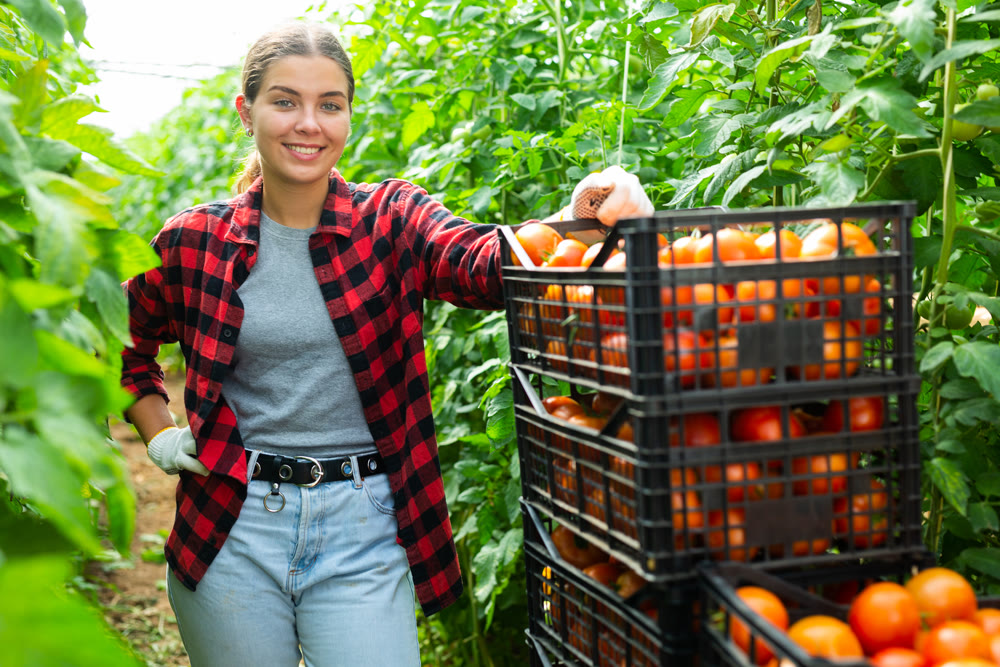 Smiling young female farm worker standing near boxes with harvested tomatoes