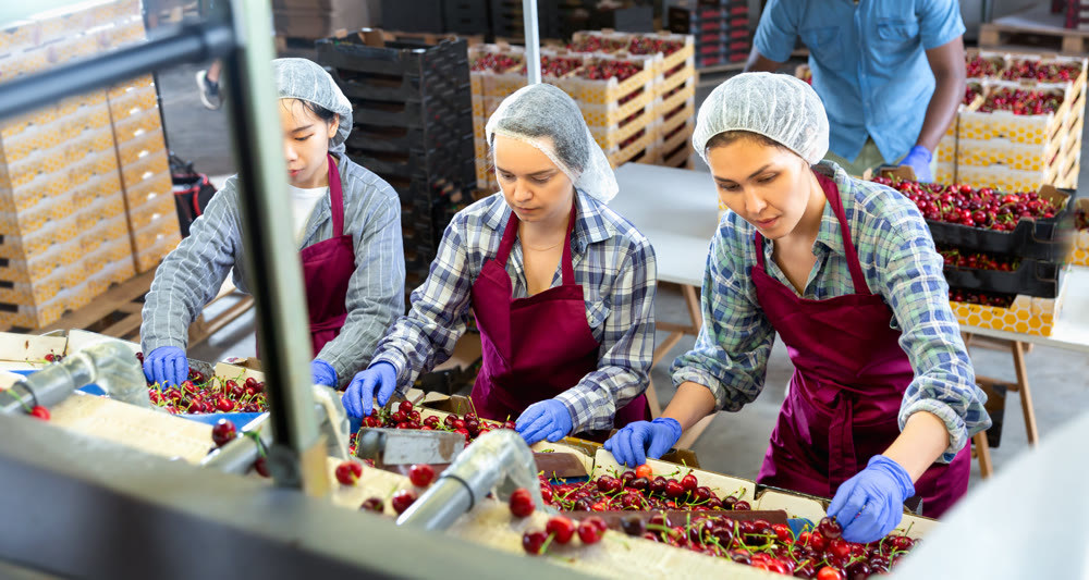 People sorting cherry