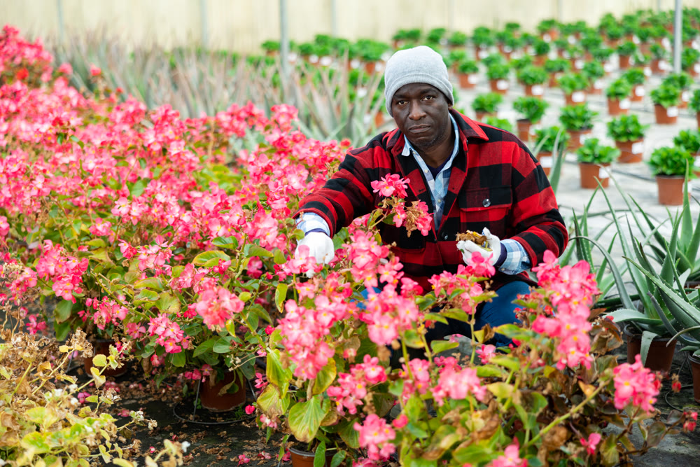 Male florist working with begonia plants