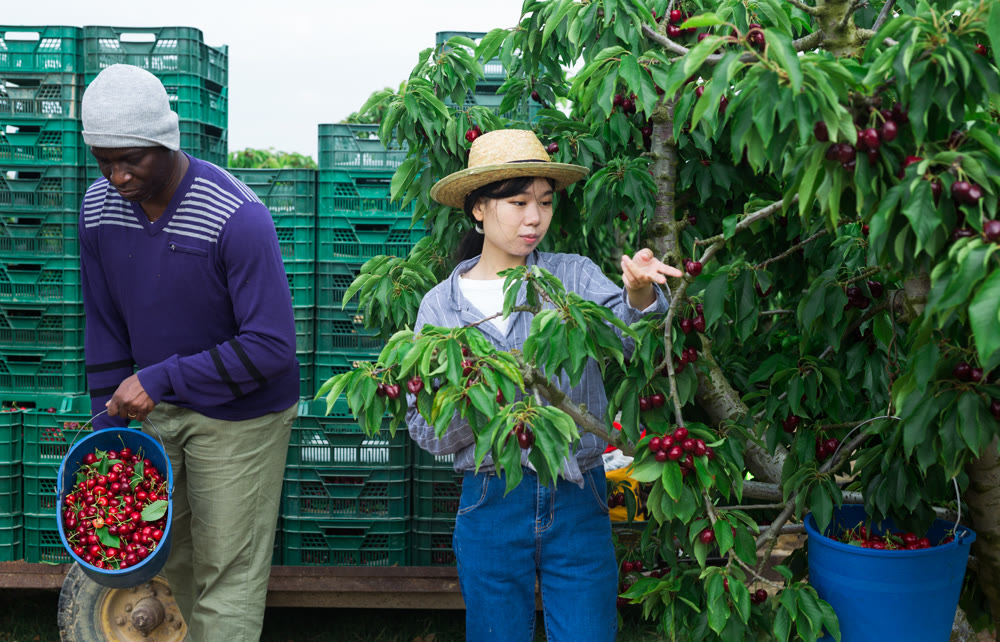 workers working at the cherry farm
