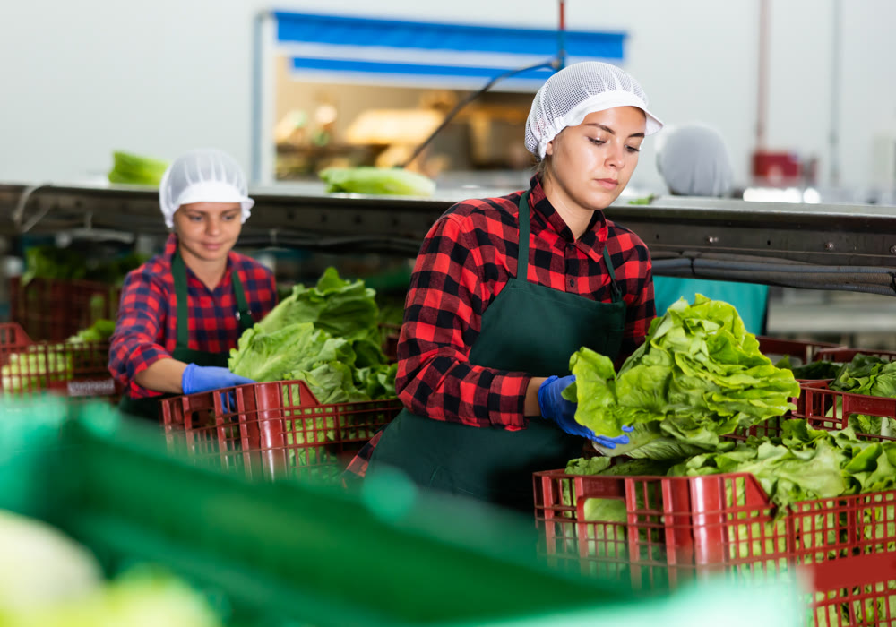 Young woman sorting and stacking lettuce in vegetable factory