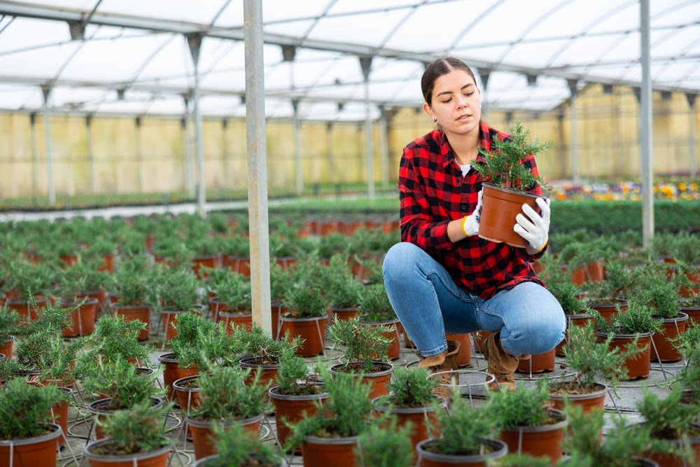 Woman florist holding pot with rosemary