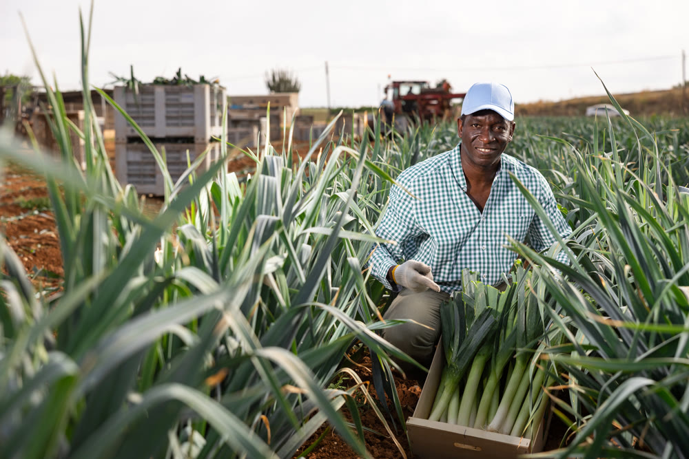 Successful african american horticulturist showing harested leek in box