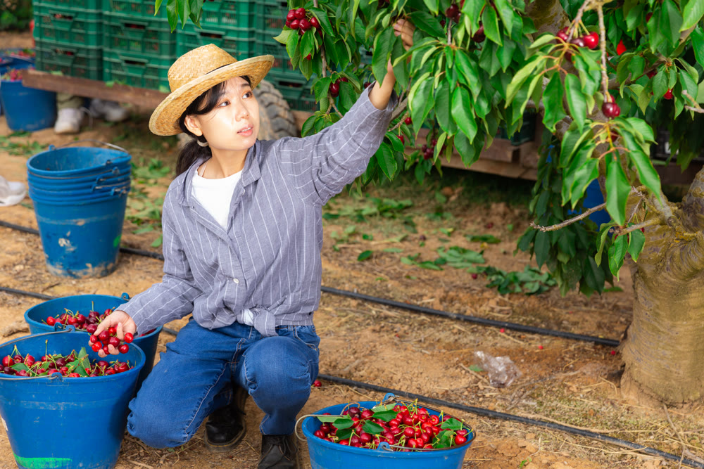 Female worker harvest cherry in bucket