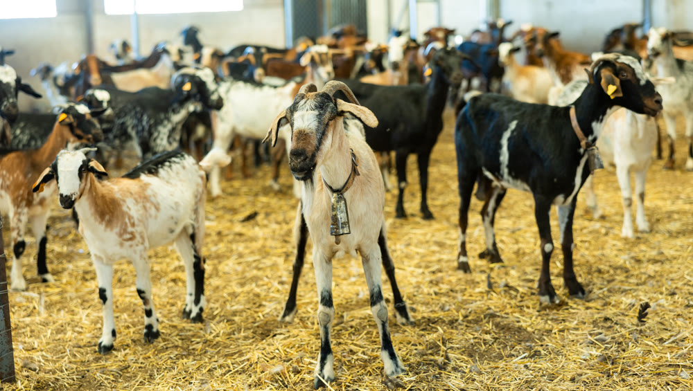 Taking care of ear tagged goats in livestock farmhouse. Concept of farming and animal husbandry