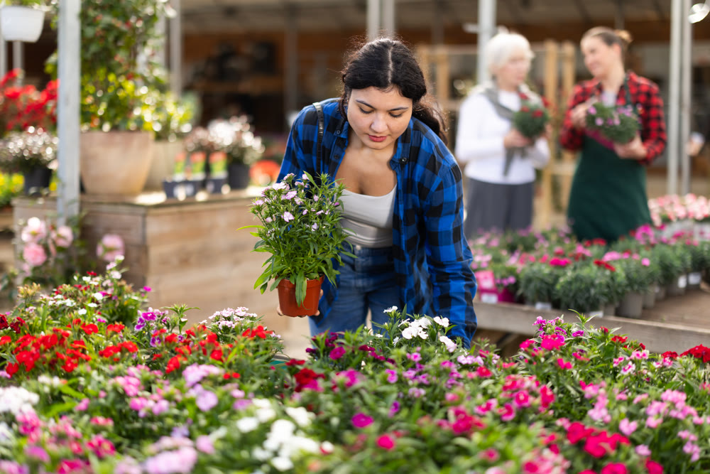 In flower shop, girl customer chooses dianthus chinensis plant to decorate room, balcony