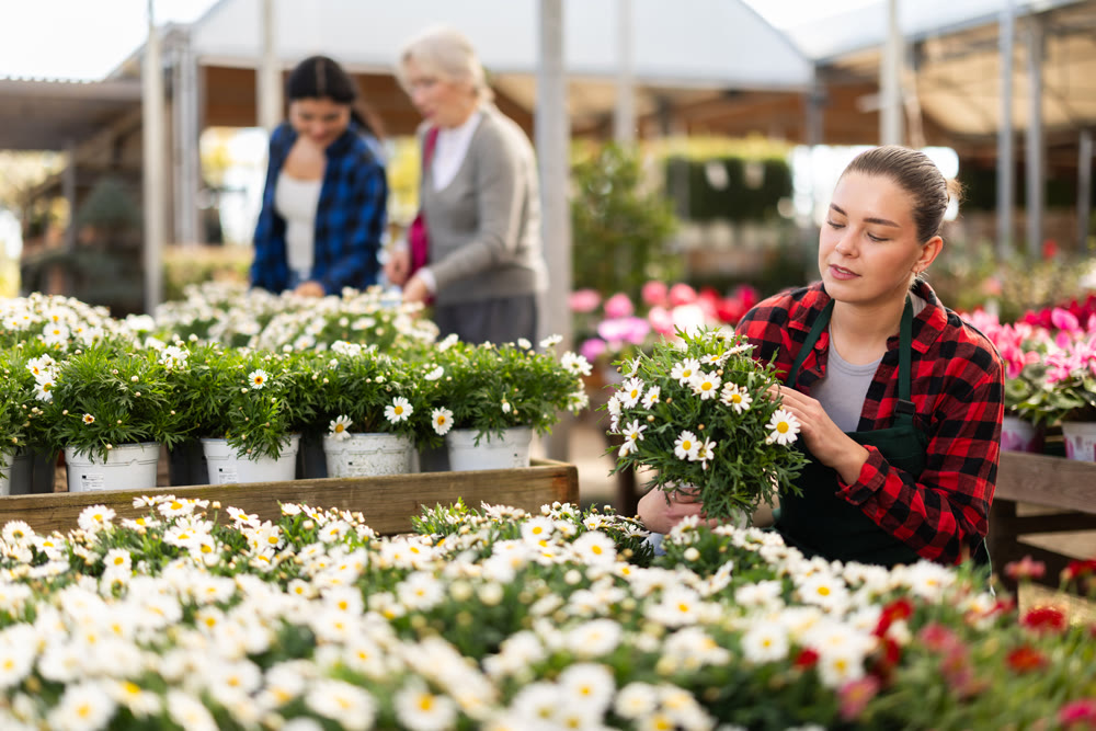 Young saleswoman holding pots of daisy chrysanthemum