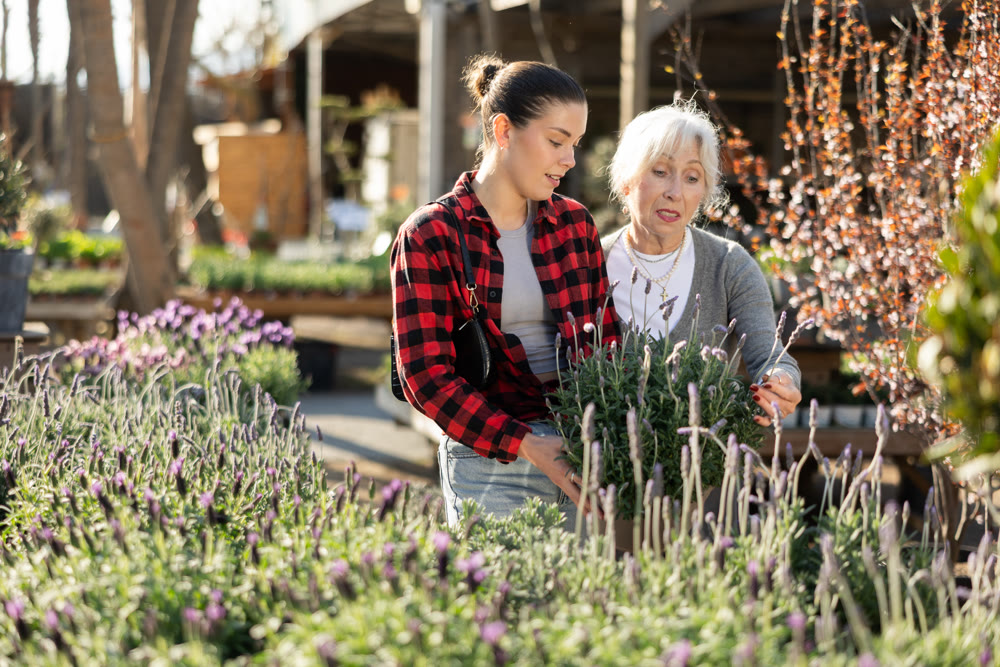 Two women select potted lavender flowers in greenhouse