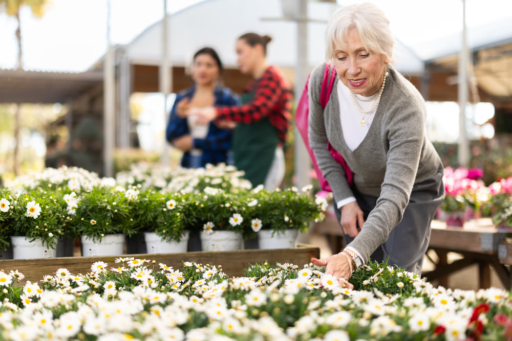 Elderly woman chooses daisy chrysanthemum in flower shop