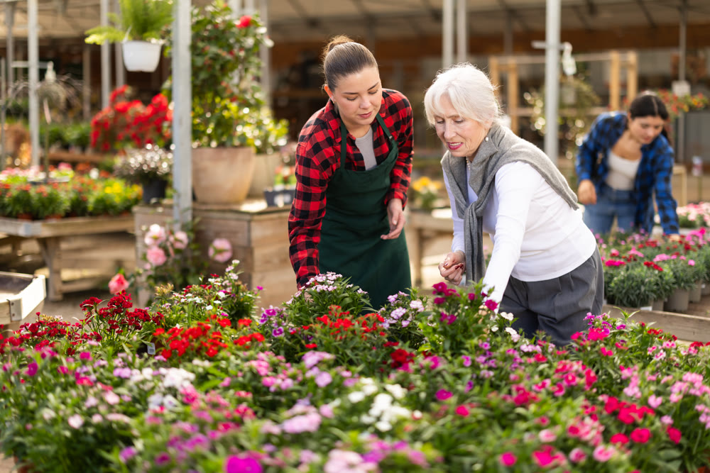Elderly woman selects dianthus chinensis flowers with the help of a staff member in greenhouse