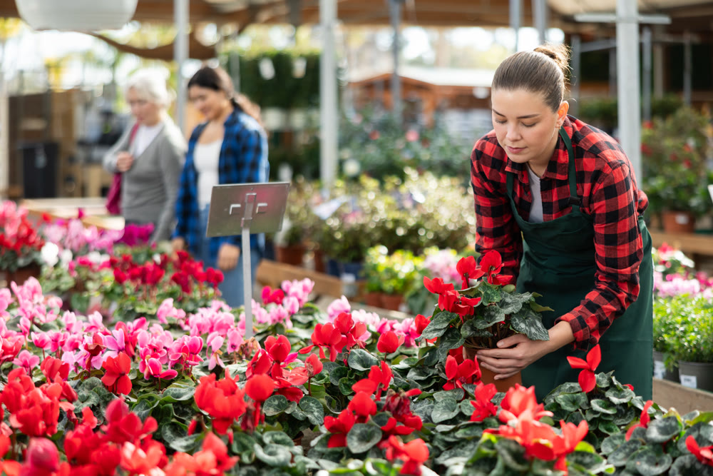 Young saleswoman holding pots of cyclamen