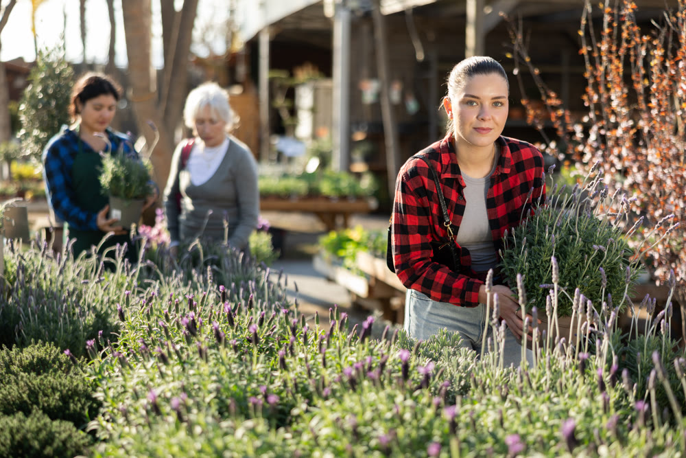 Young shopper inquires about lavender flowers while holding pot of a young plant