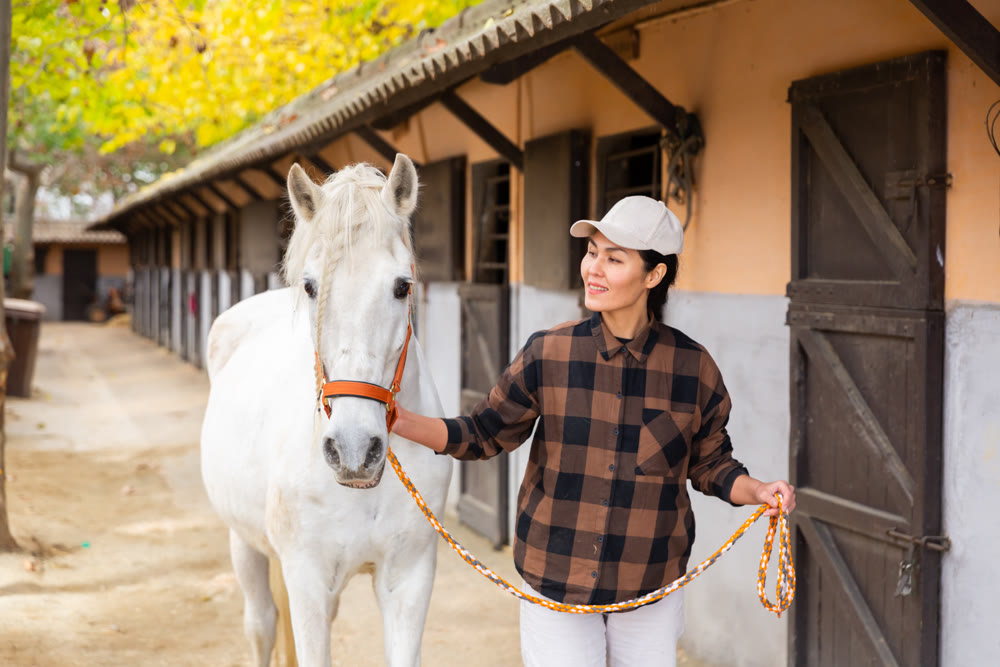 Horse breeder leading white horse through paddock