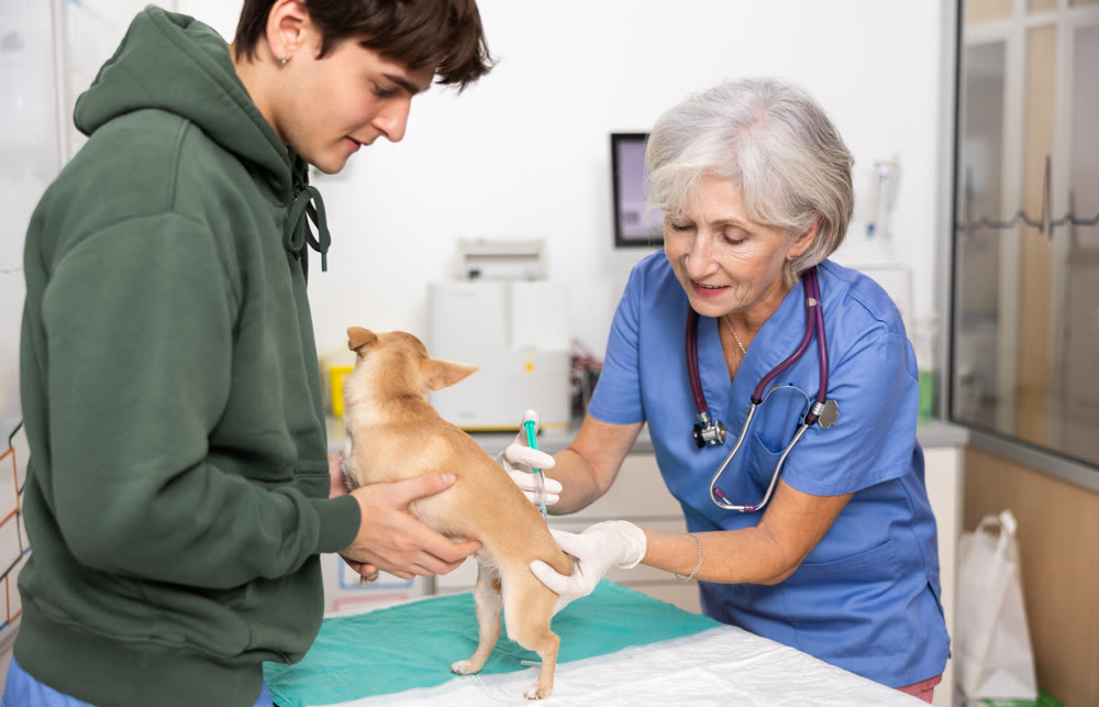 Guy owner chihuahua dog holds pet and helps veterinarian of clinic to carry out routine vaccination