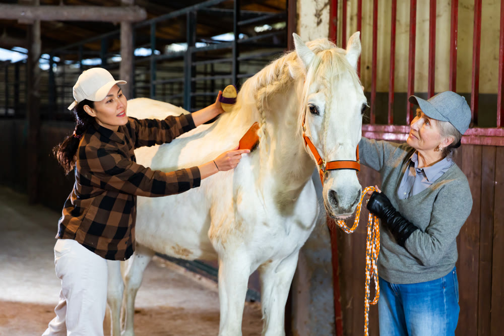 Women horse breeders grooming white horse in stable