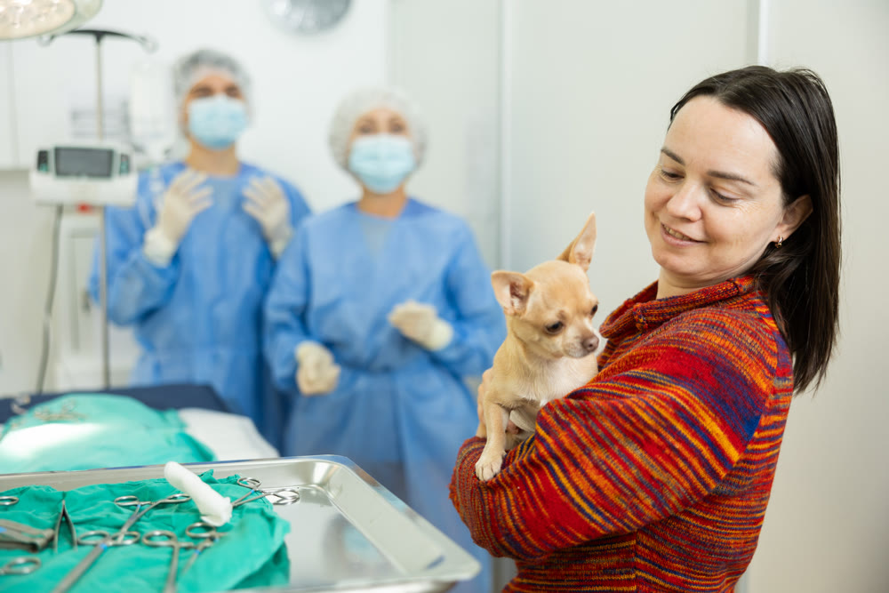 Woman owner holds and cuddles chihuahua pet after therapeutic manipulations in veterinary clinic