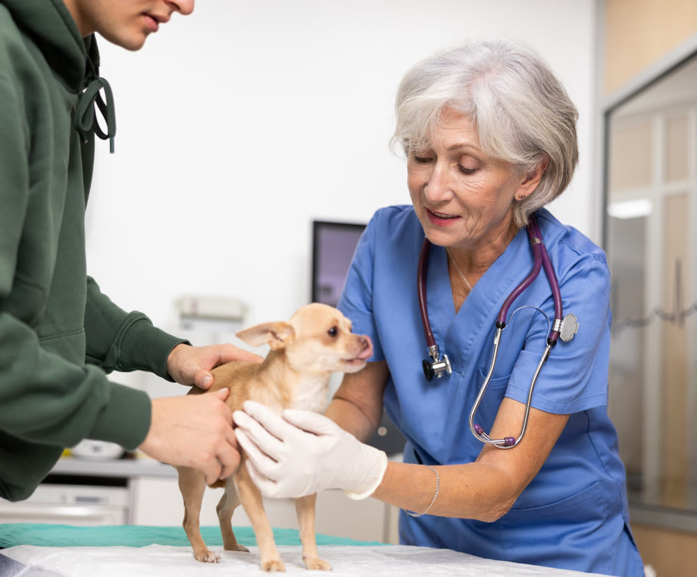 Positive female veterinarian conducting examination of Chihuahua at veterinary clinic