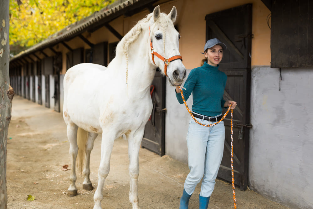 Horse breeder leading white horse through paddock