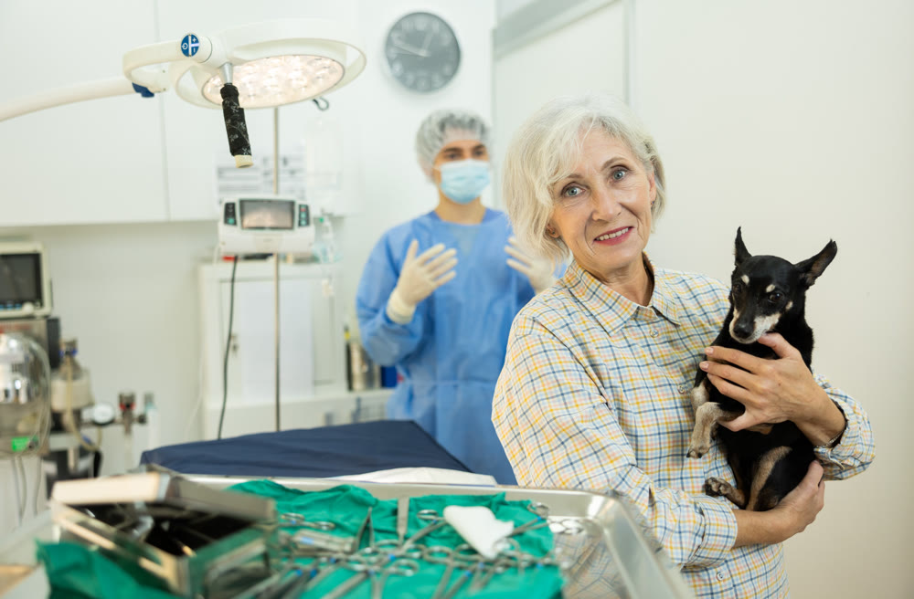 Senior woman owner hold and cuddles Miniature Pinscher pet after manipulations in veterinary clinic.