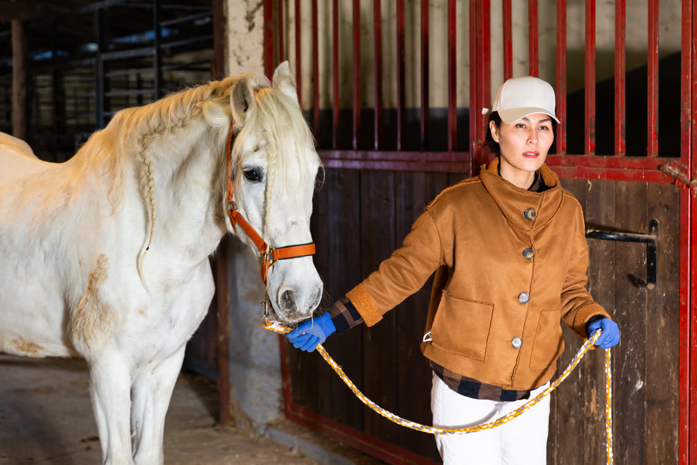 Woman horse holder leading white horse in stabling
