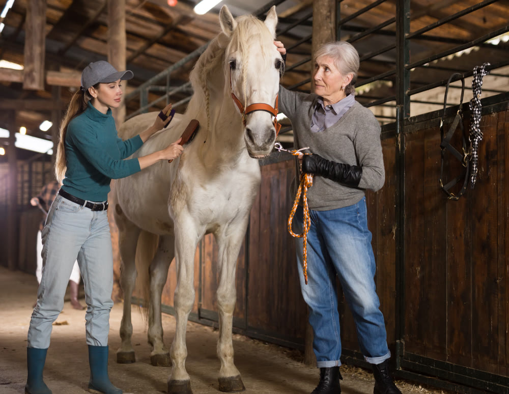 White horse care in the stable - brushing horses body