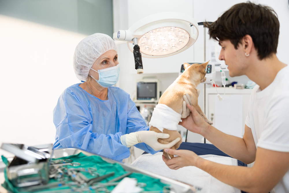 Female veterinarian handing over chihuahua to owner after surgery