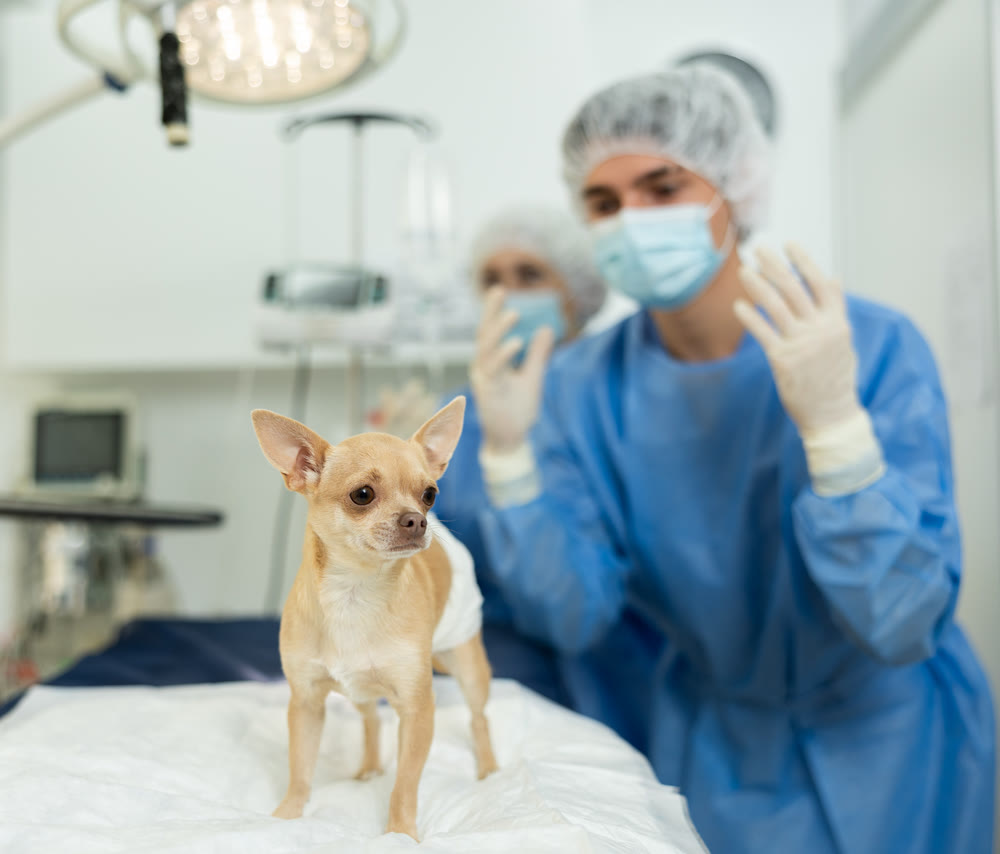 Chihuahua with bandaged abdomen standing after procedure on operating table