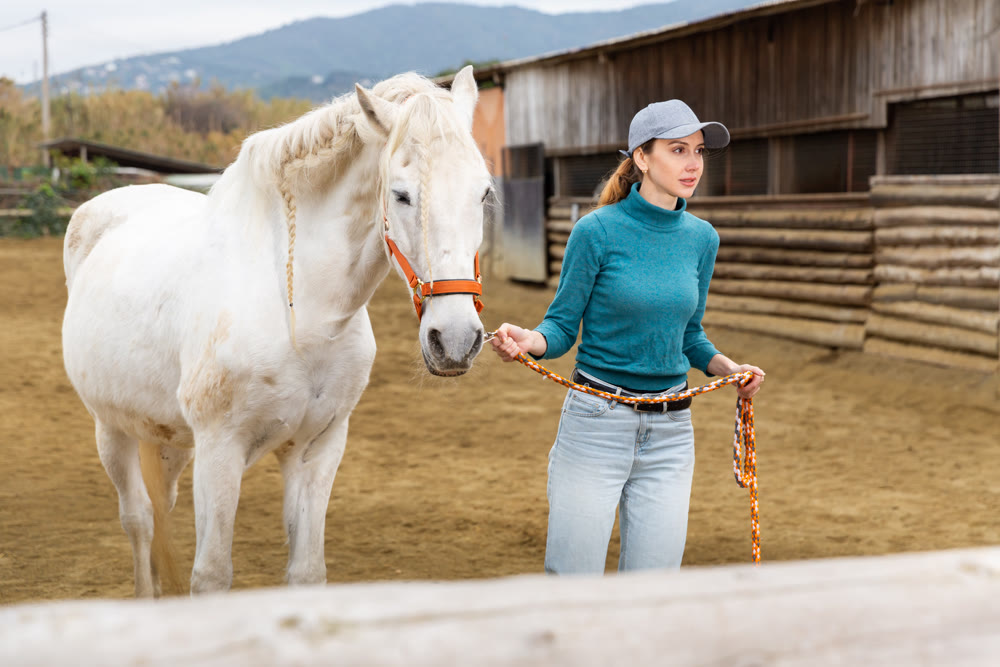 Horse breeder leading white horse through paddock