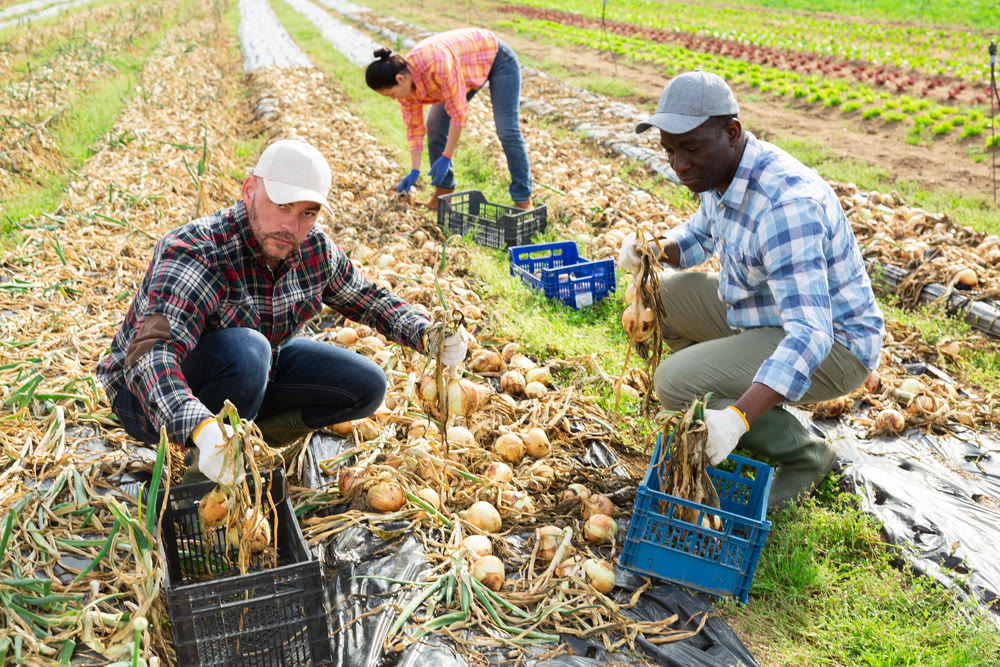 Men gardeners gathering fresh onion on vegetable field