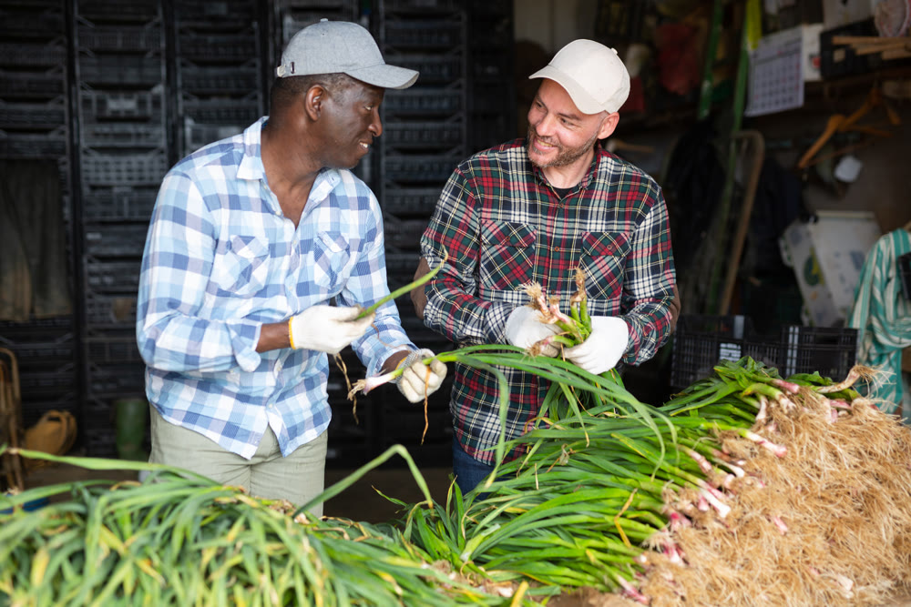 Two farmers checking spring garlic at farm