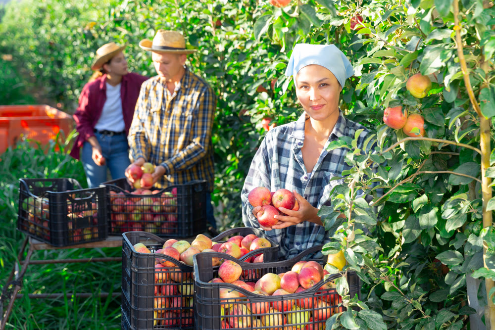 Woman holding bunch of apples in hands