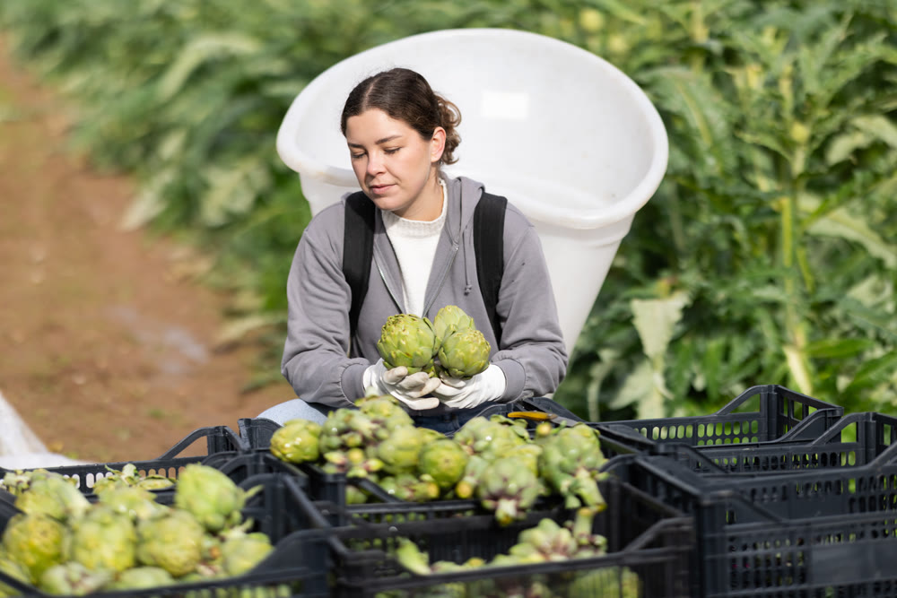 Young woman harvesting artichokes in field