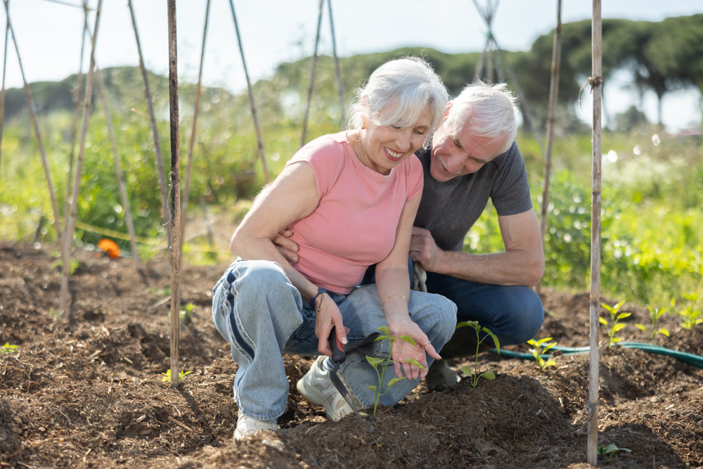 Elderly couple planting vegetables on farm field
