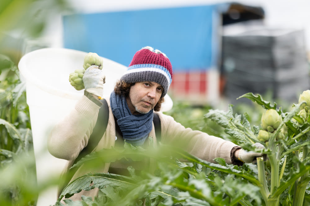 Middle-aged man harvesting artichoke on agricultural field