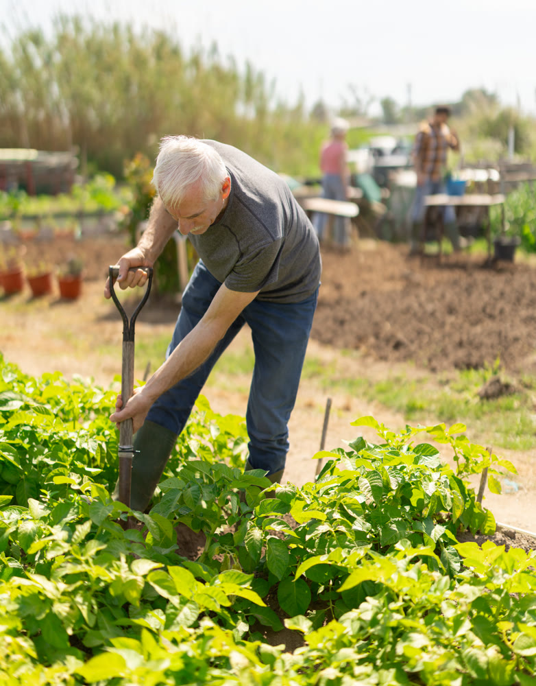Mature man farmer digs soil in the garden beds with shovel