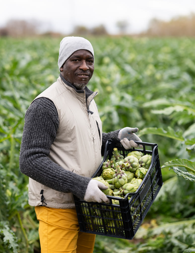 African man works in field, harvesting picking artichokes.