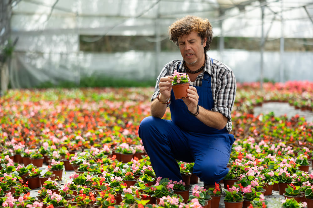 Male florist tending begonia flowers in greenhouse