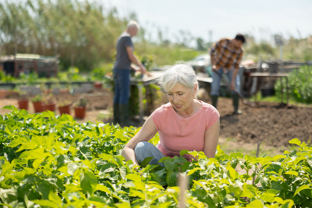 Elderly woman tends to plants in a bed in garden