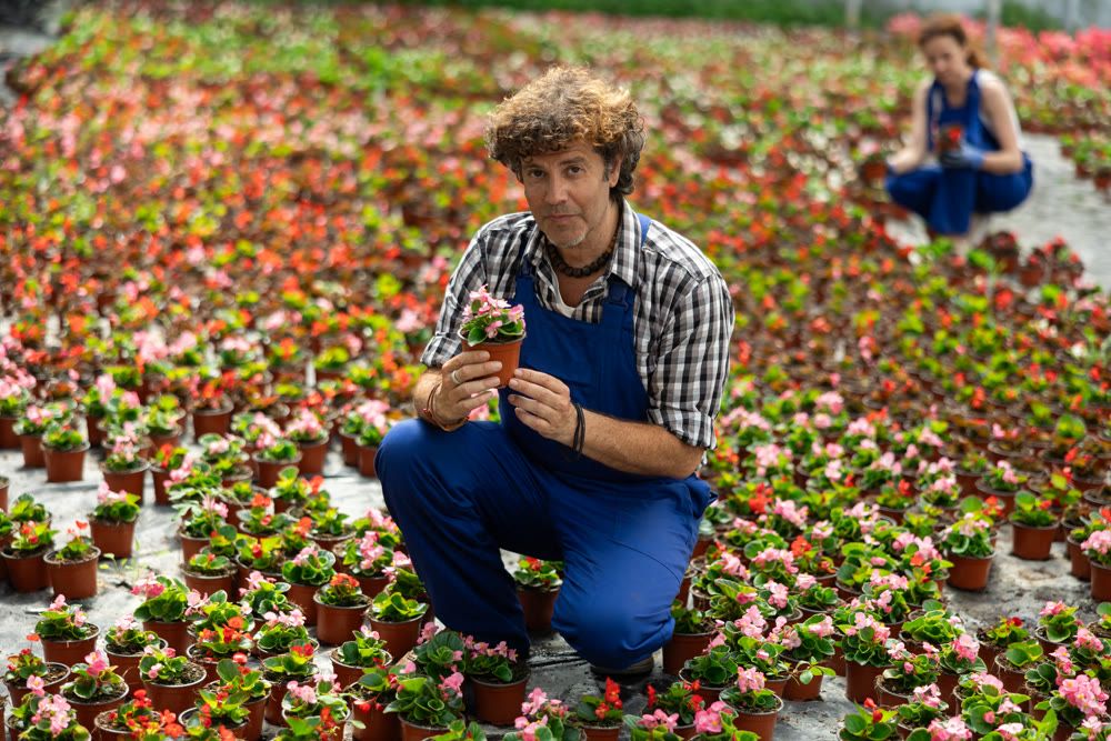 Man garden store worker holds a begonia
