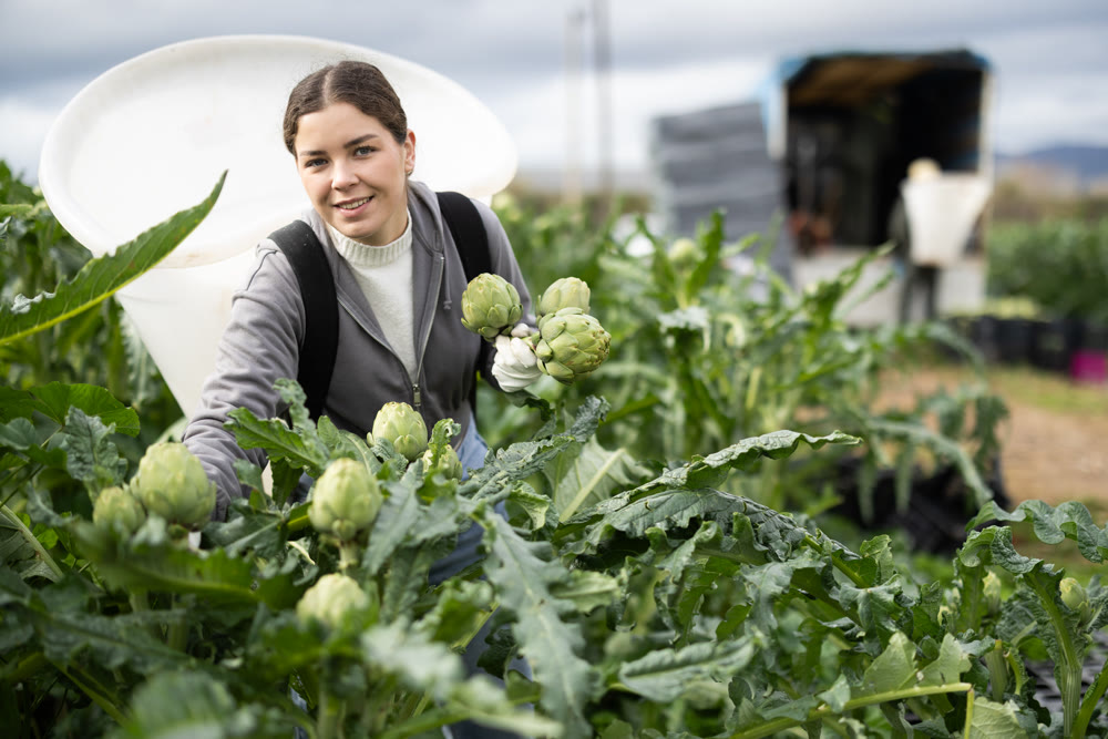Positive young woman harvesting artichoke on agricultural field